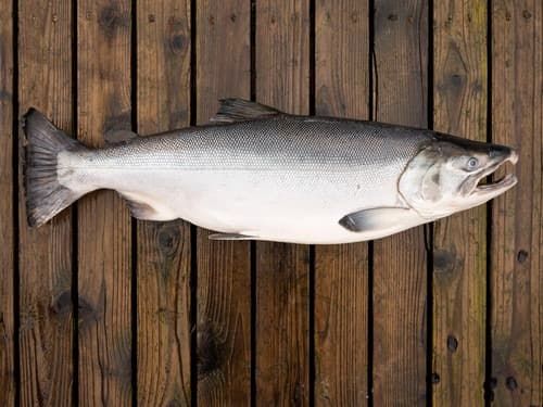 Whole Coho (Silver) Salmon